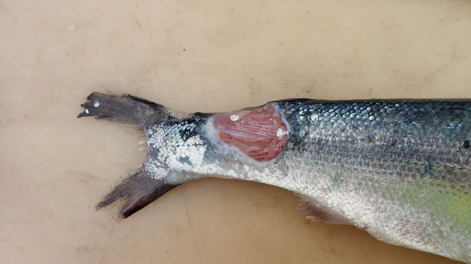 Finneskade